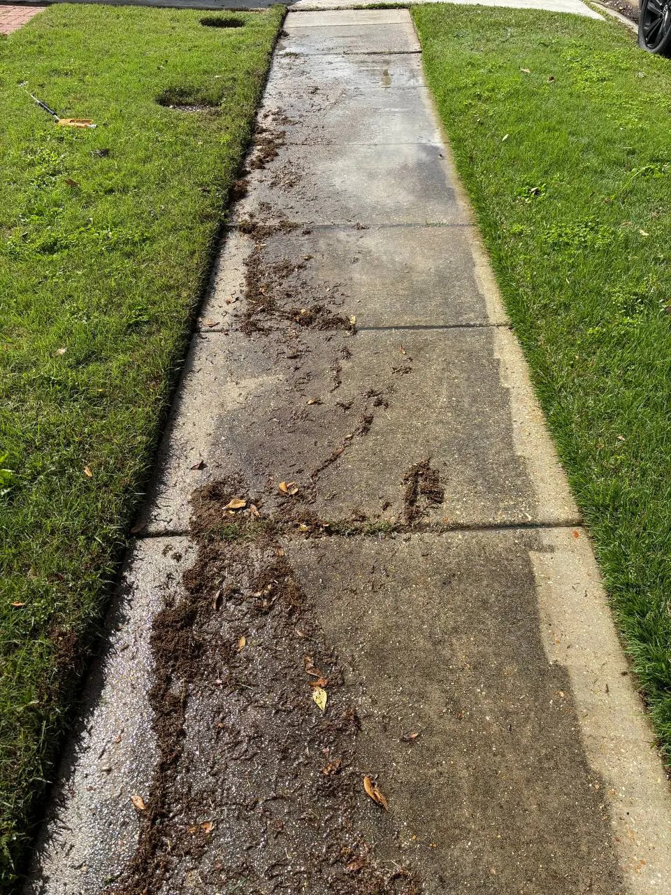 A concrete sidewalk covered in wet mud and leaf debris, with grass on both sides.