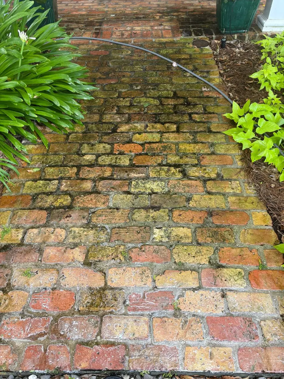 A brick walkway covered in moss and leaf debris with a garden hose lying across it.